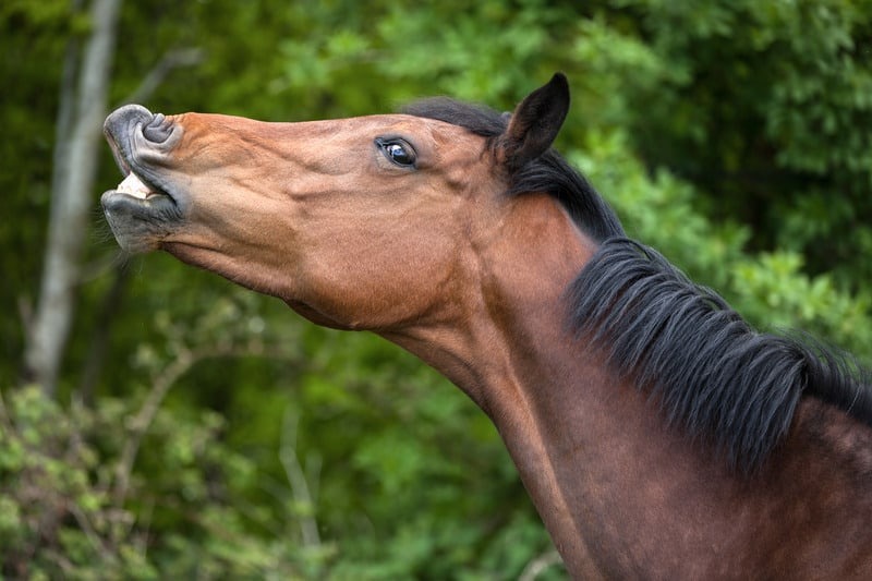 I Sensi del Cavallo
