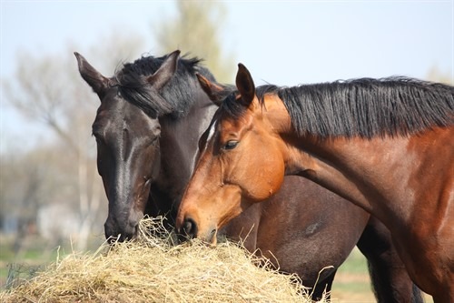 Nutrimento del cavallo