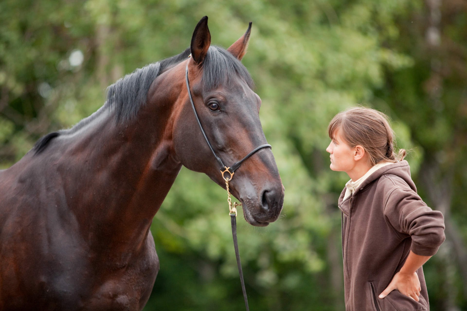 Il comportamento del cavallo